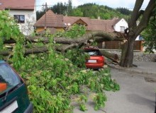 Kwikfynd Tree Cutting Services
wooreen