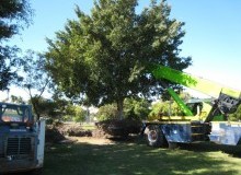 Kwikfynd Tree Management Services
wooreen